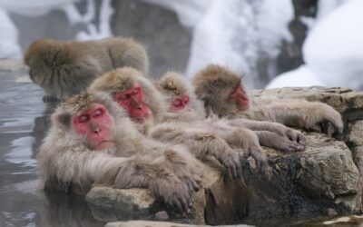 Cómo los Monos de las Nieves Encontraron un Paraíso Caliente