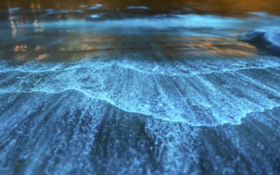 Playas Bioluminiscentes. Qué son y dónde encontrarlas?