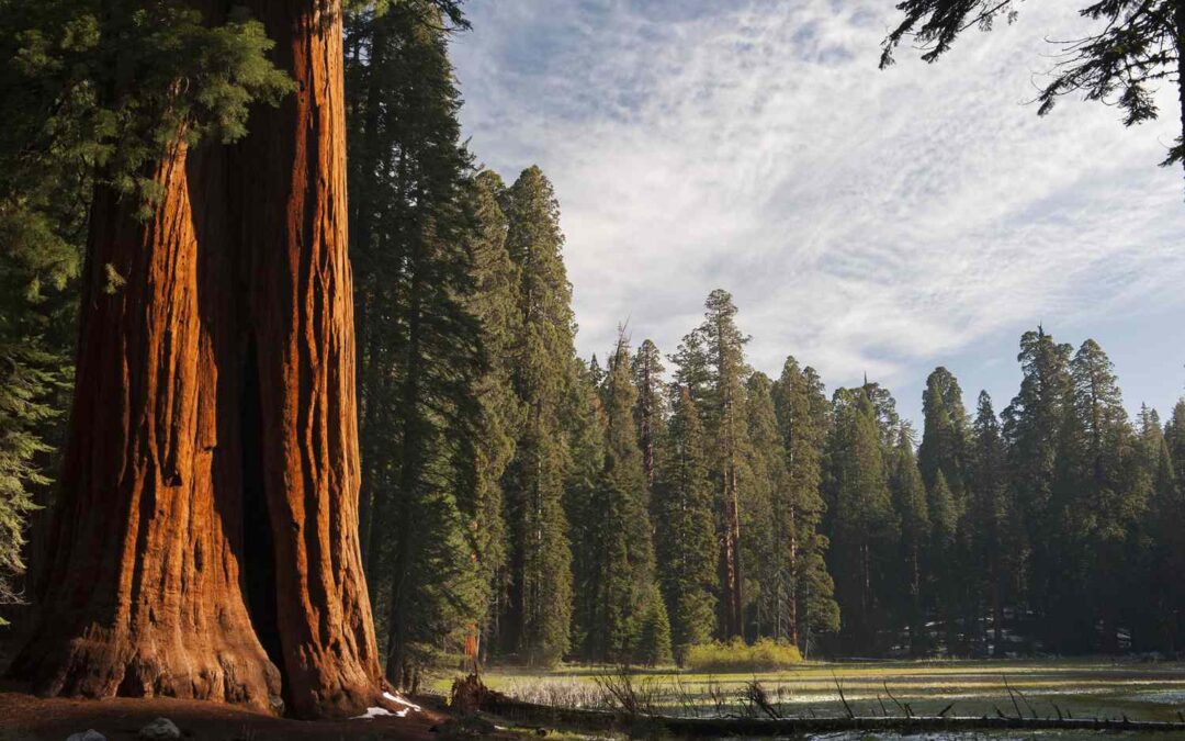 Redwood: El Santuario de los Árboles Más Grandes del Planeta